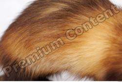 Ferret Animal photo references