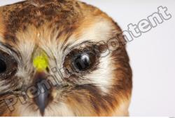 Eye Buzzard