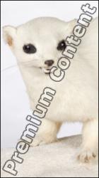 Ermine-Mustela_erminea