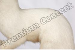 Back Ermine