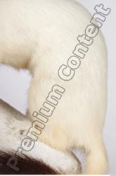 Leg Ermine