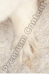 Ermine-Mustela_erminea