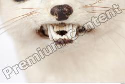 Ermine-Mustela_erminea