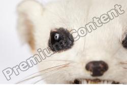 Ermine-Mustela_erminea