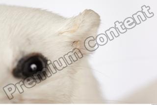 Ermine 0015