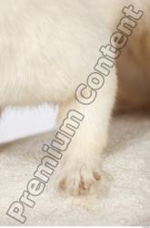 Leg Ermine