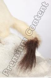 Tail Ermine