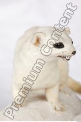 Upper Body Ermine