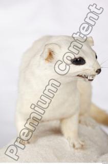 Ermine 0019