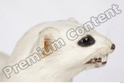 Ermine-Mustela_erminea