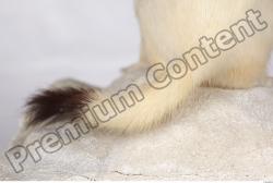 Ermine-Mustela_erminea