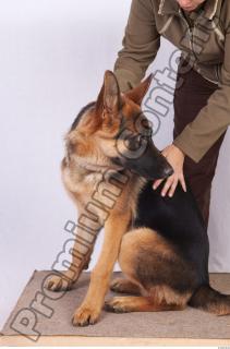Dog-Wolfhound 0001
