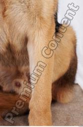 Dog-Wolfhound