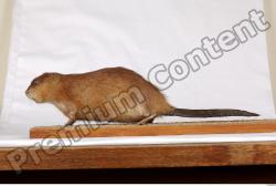 Whole Body Muskrat Animal photo references