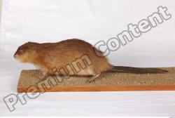 Whole Body Muskrat Animal photo references