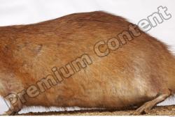 Whole Body Back Muskrat Animal photo references