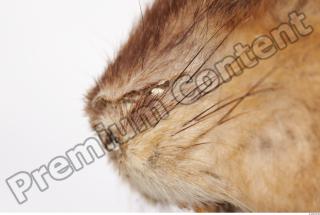 Muskrat-Ondatra zibethicus 0005