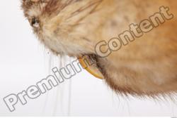 Whole Body Teeth Muskrat Animal photo references