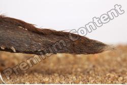 Whole Body Tail Muskrat Animal photo references