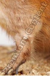 Leg Whole Body Muskrat Animal photo references