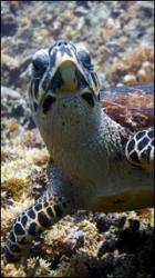 Sea Turtle