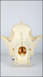 Dog skull