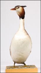 Bird # 8