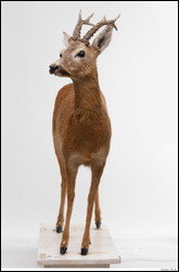  European roe deer (Capreolus capreolus)