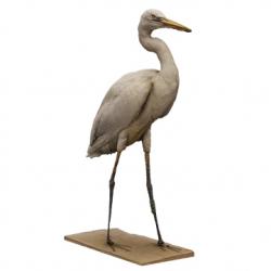 White Stork Animal Base Scan