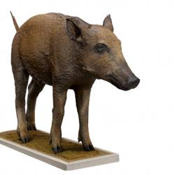 Wild boar Animal Base Scan