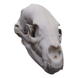 Skull Base Body Scan 