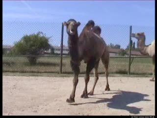 Camel movie