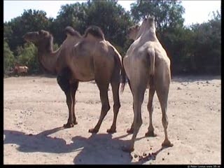 Camel movie