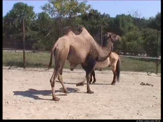 Camel movie