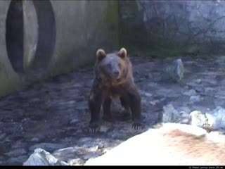 Bear (movie)