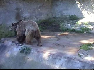 Bear (movie)