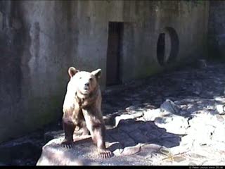 Bear (movie)