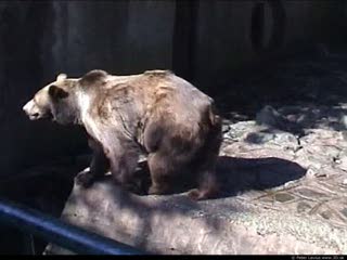 Bear (movie)